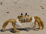 crab threat