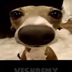 indian meme goes loud