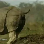 Ода ням ням - Sound