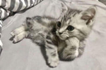 Discord packing audio