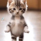 Cat Motorcycle Dance