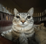 Meow Sound Effect (louder)