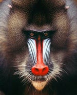 fake ip for gorilla tag