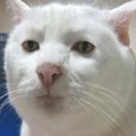 holy moly emoji - Sound