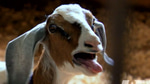 Goat Scream Sound Effect (HD)