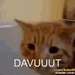 lan mk davutu