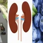 Zombies. Kidneys, cats if they were blueberries (copy)