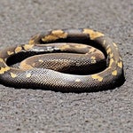 rock Python ,
