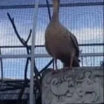 homemade duck sound (sped up)