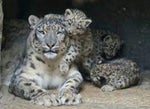 Mad snow leopard