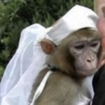 巴巴贝斯 The Bass - Sound