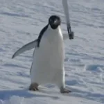 EL MACHETE DE LEONEL VENTUI