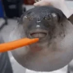 Augh (Pufferfish)