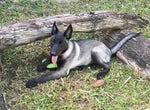 LCRP Excited Dog