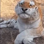 Funny Gold-Tiger