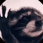 Pedro Pedro Pedro - Racoon Meme