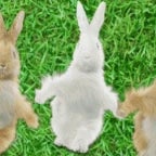 Bunny, Bunny, Bunny
