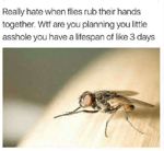 Marcia Nuziale Orchestra