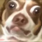 horeg jembud - Sound