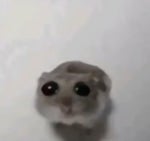 sad hamster