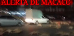 alerta de macaco