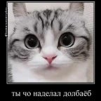 ay mi gatito funk remix 🔥