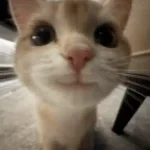 Classic roblox cat meow sound