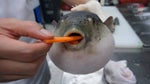 Funny Puffer fish eating carrot￼