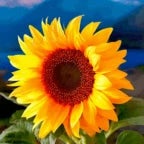SUNFLOWER!!!