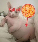 十宗罪 XIAO LING SONG TIKTOK - Slowed - Bass boosted