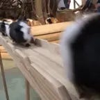 Guinea pig olympics