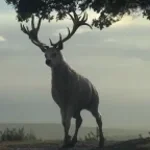 olenii-penis-moi-talisman