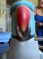 Eu não Cometo ERROS!