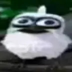 Pajaro Gritando