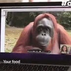 Meia Noite - Horário Oficial do Óleo de Macaco [VIDEO ORIGINAL]