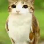 HORA SHCHUPIH CHASHKA!!! (copy)