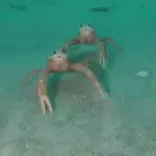 por el crustáceo cascarudo🔥🔥🔥🔥