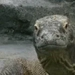 si un pinche dragon de comodo