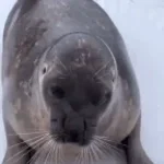its a seal remaster