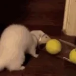 500 balls