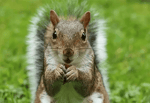 squirrel chan