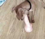 BAM BAM SHAWAM ORIGINAL