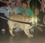 LordzKingRisadinhaALTO