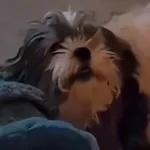 Knock it off! (Dog Screams)
