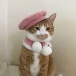 Jalur Gemilang with lyrics