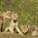 ах вы шакалы - Sound