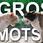 Paroles de Chat, la revanche du dominé