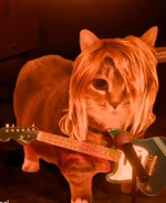 rock and roll cat