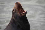 harpo the sea lion rip