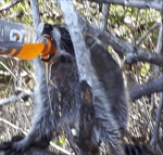 Ezekiel going quietly (sped up)